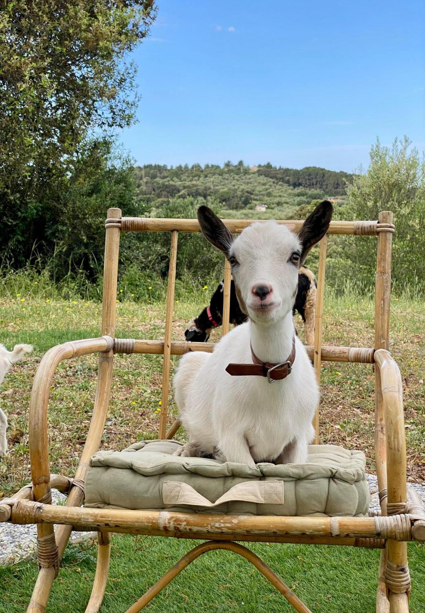 Villa Boeddu, Relax Tra Mare E Campagna Alghero Buitenkant foto